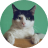 Foto de perfil de um gato branco com preto.