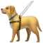 Cachorro amarelo usando coleira azul e peitoral marrom com guia branco caminhando.